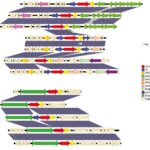 Antimicrobial Resistance in Non-typhoidal Salmonella