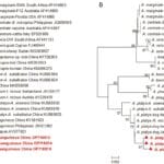 Molecular Characterization of Anaplasma, Ehrlichia, Babesia, and Borrelia in Ticks from Guangdong Province of Southern China