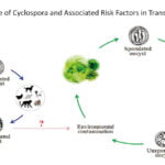 Cyclospora and Cyclosporiasis