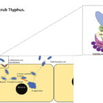 Scrub Typhus Diagnostics