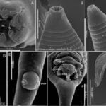 Species of Nematode