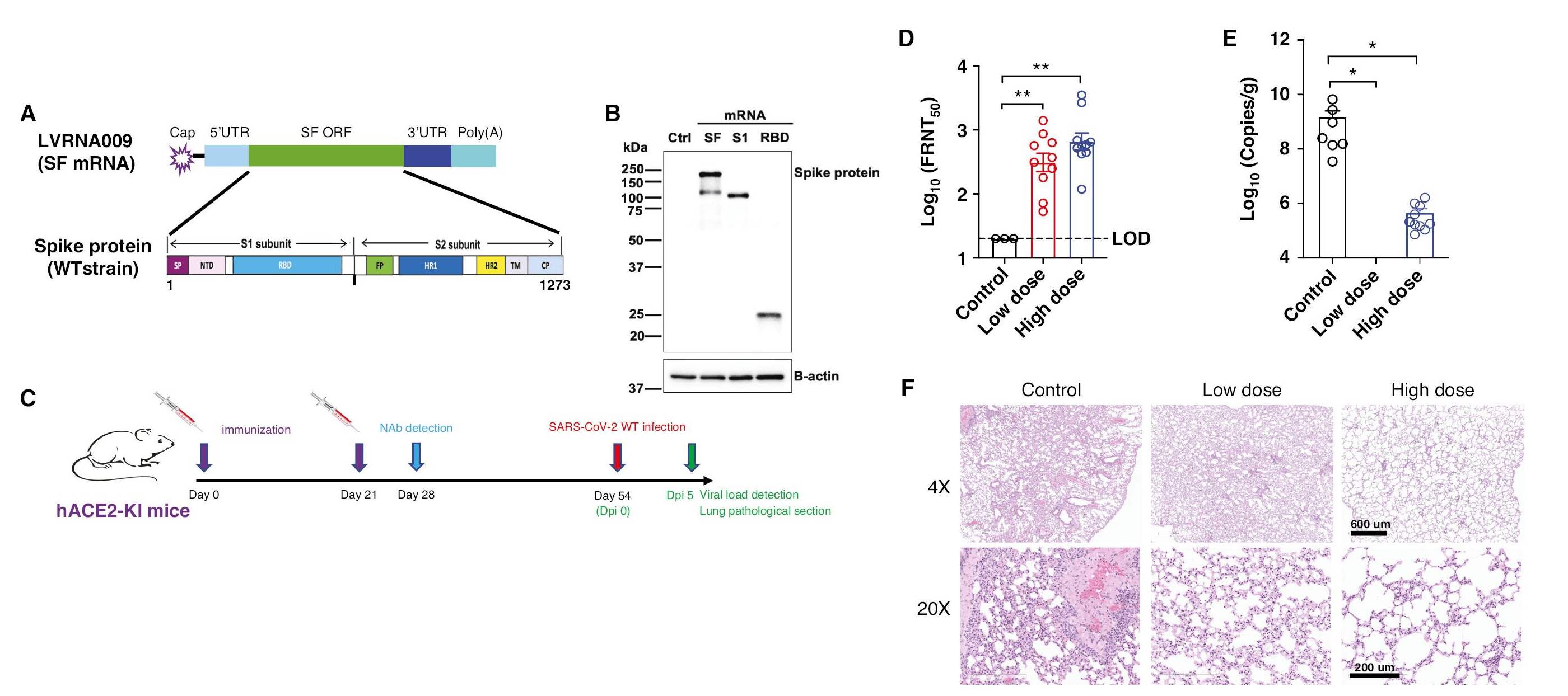 Long-Term Protection from SARS-CoV-2 Variants in Mice by a Phase II ...