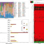 Spotted Fever Group rickettsiae are the Dominant Pathogens in Parasitic Rhipicephalus microplus
