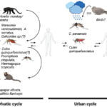 Oropouche Virus