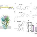 Lassa virus fusion inhibitor