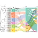 Bordetella hinzii-virulence gene-vaccine development