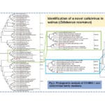 novel-calcivirus-walrus