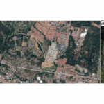 First Report of Gray Foxes