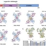 Non-structural protein 1